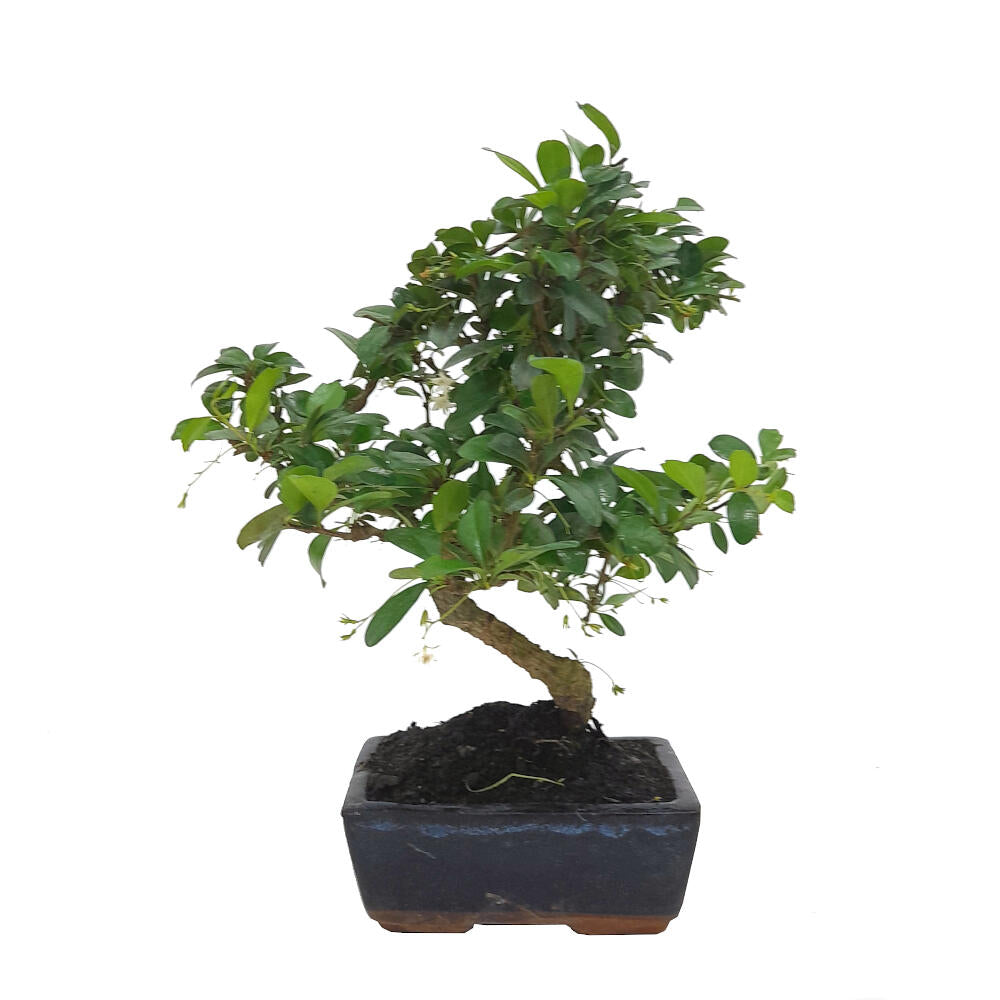 Pack Iniciación Bonsai Carmona 6 Años Incluye Tijeras Y Abono_1