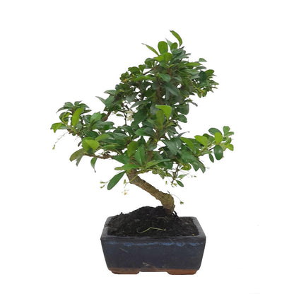 Pack Iniciación Bonsai Carmona 6 Años Incluye Tijeras Y Abono_1