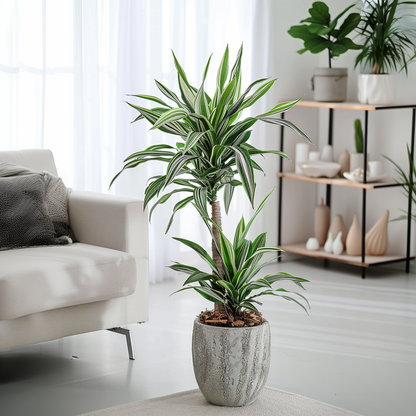 Drácena - Dracaena Deremensis 'white Stripe' - Altura 60-70cm - ⌀17cm