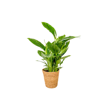 Lirio De Paz Espatifilo - Spathiphyllum 'lima' - Incluye Cesta - 60-75cm - ⌀17cm_0