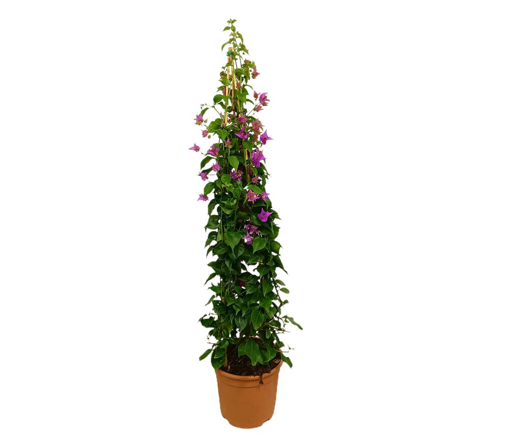 Bougainvillea Alexandra Piramide M22 100-120cm_0