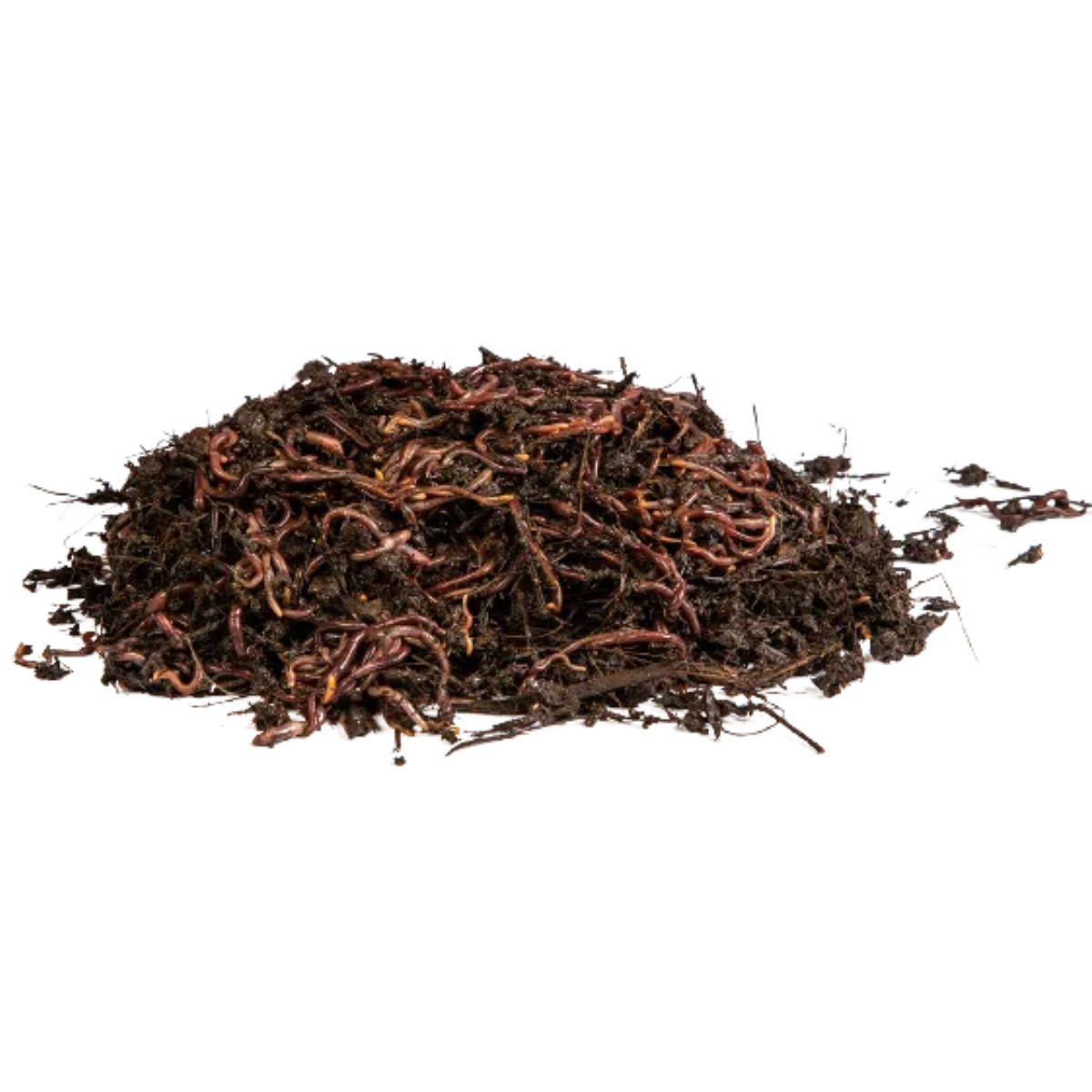 Lombrices rojas californianas para vermicompost Multihuerto 1000 ud