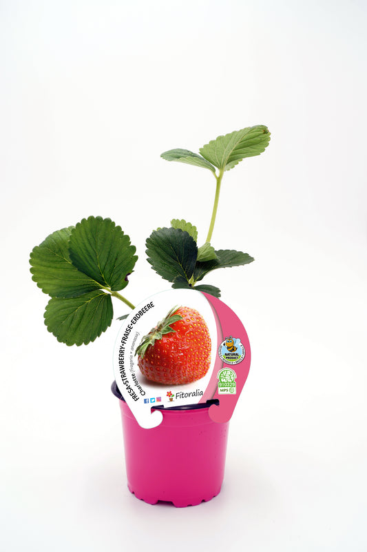 Plantón Fresa Charlotte En Maceta 10,5 Cm. Natural - Fitoralia
