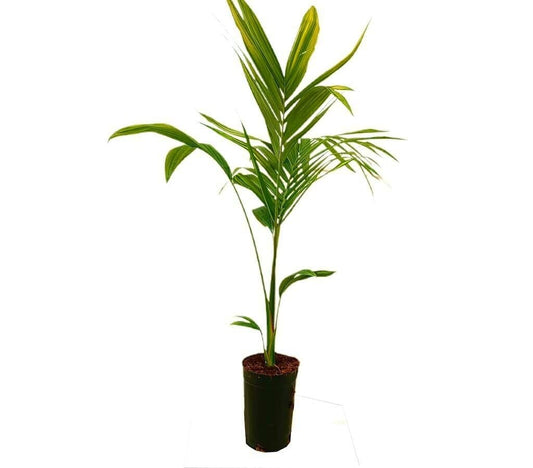 Archontophoenix Alex M17 80-100cm (palmera De Alejandría)_0