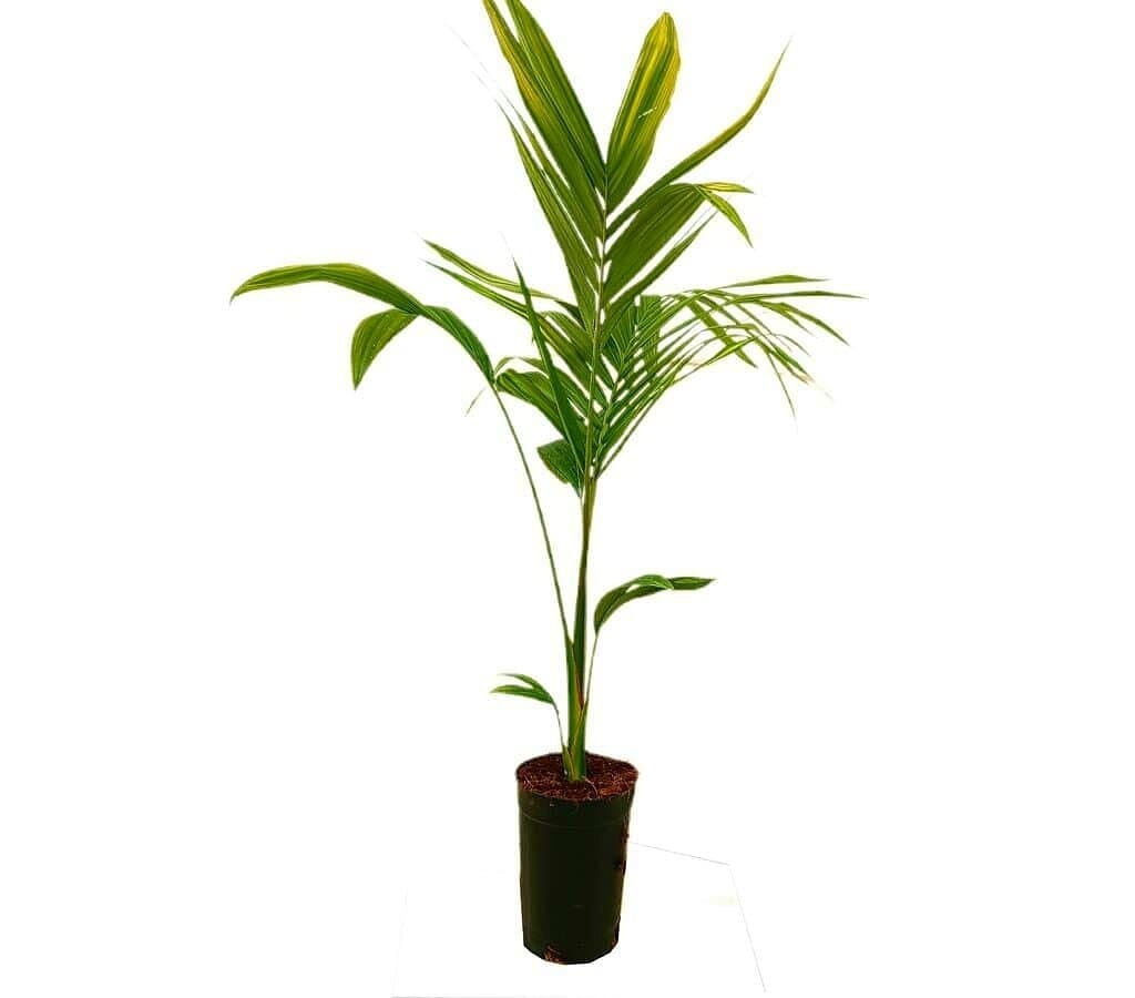 Archontophoenix Alex M17 80-100cm (palmera De Alejandría)_0