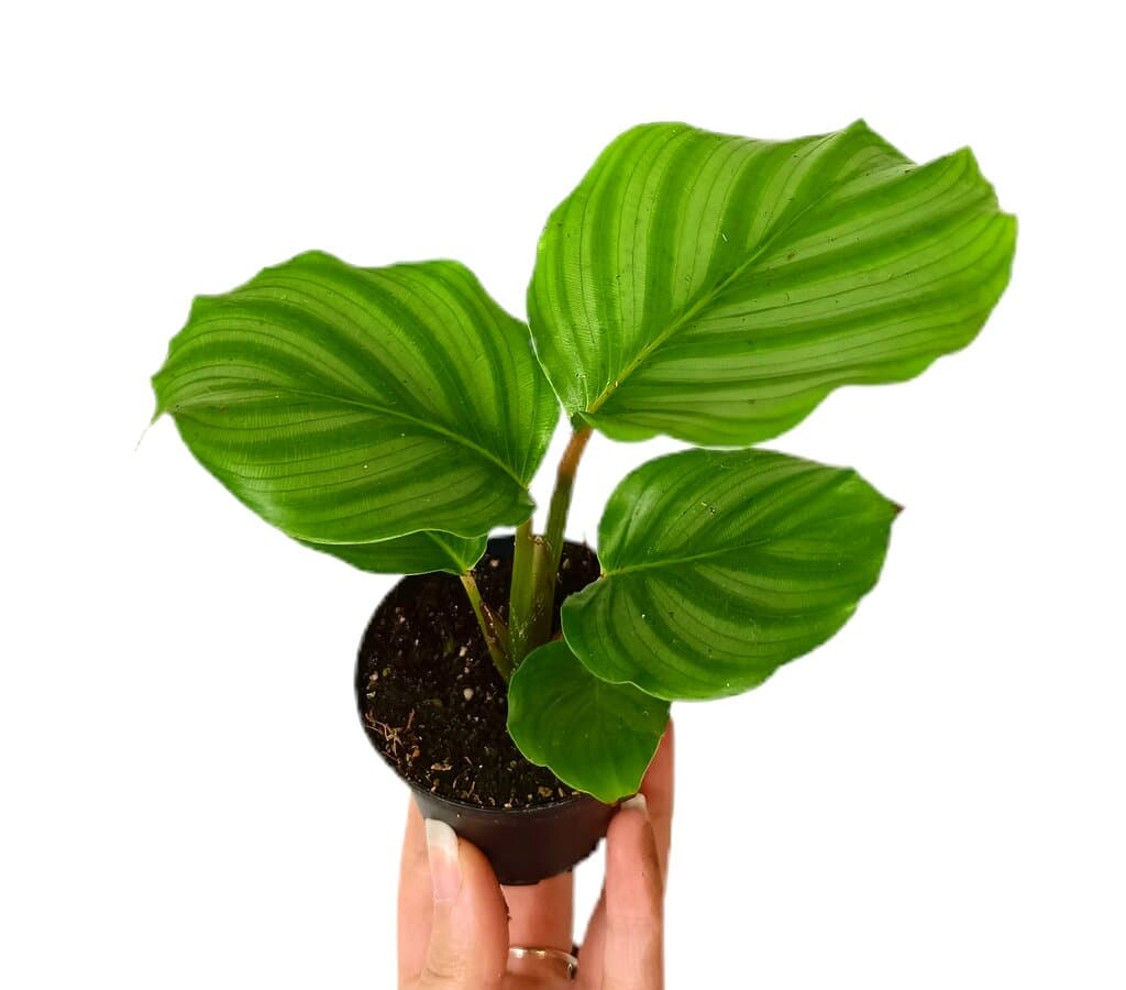 Calathea Orbifolia M7_0