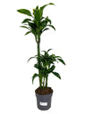 Dracena Dorado 3 Troncos 60-30-15 M20 60cm