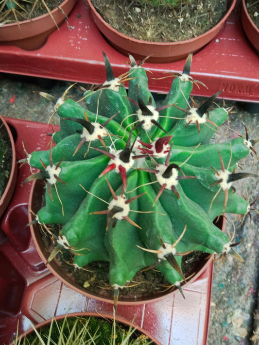 Ferocactus Brevipinna Grande Ø13 Planta Suculenta_0