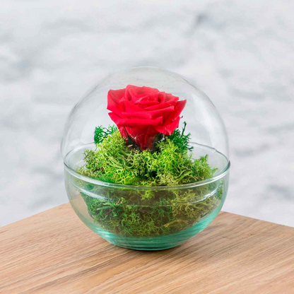 Rosa Eterna Cupula Cristal (12x12 Cm).