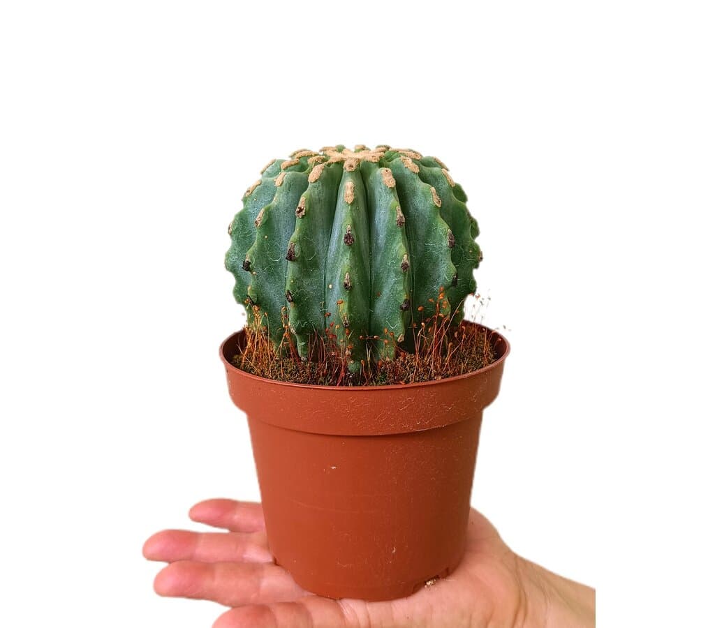 Ferocactus Glaucescens Inermis M13_0