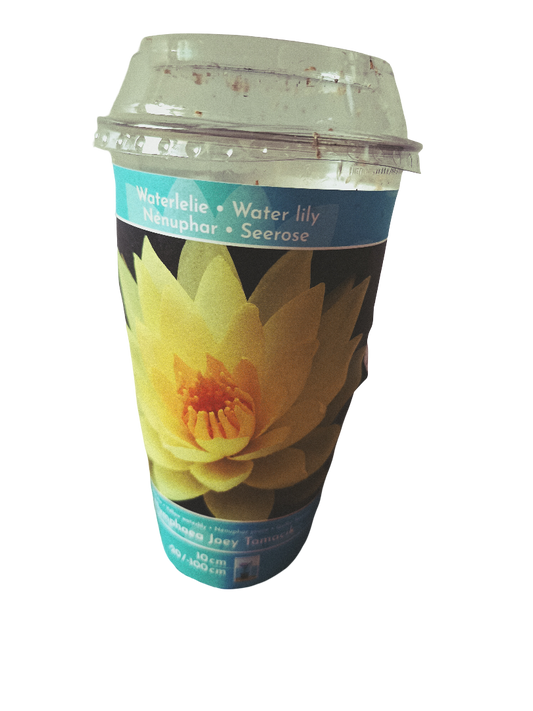 Nenufar Variedad Joey Planta Acuatica Rizoma Para Plantar_0