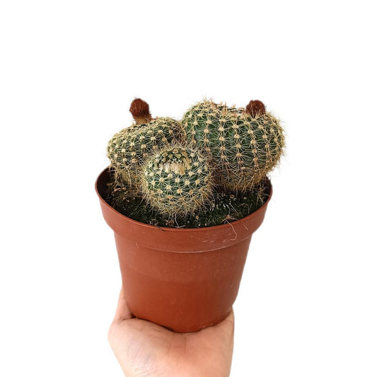 Notocactus Helteri M13_0