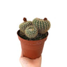 Notocactus Helteri M13