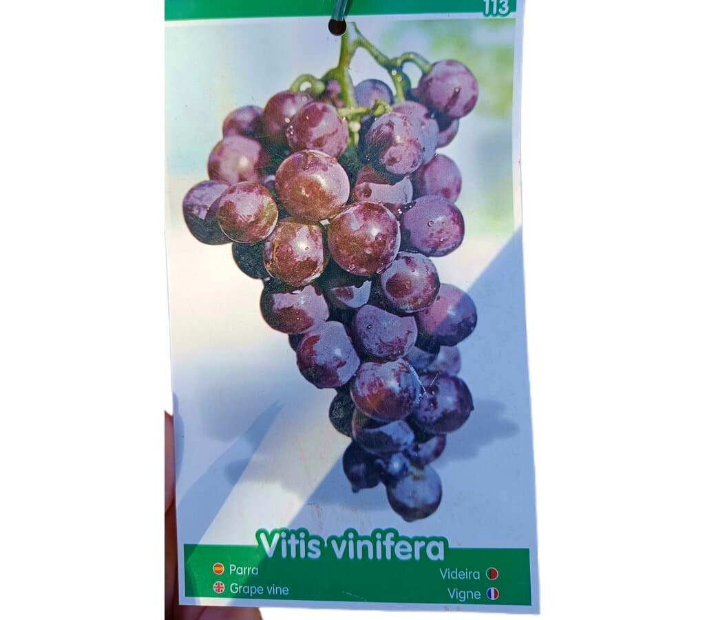 Parra Autum Royal Negra M20 140-160cm