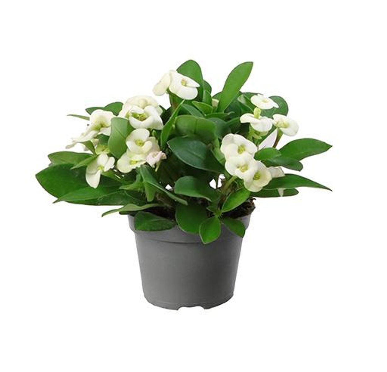 Euphorbia Mili Blanco Planta Suculenta Ø6 Espina De Cristo