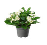 Euphorbia Mili Blanco Planta Suculenta Ø6 Espina De Cristo