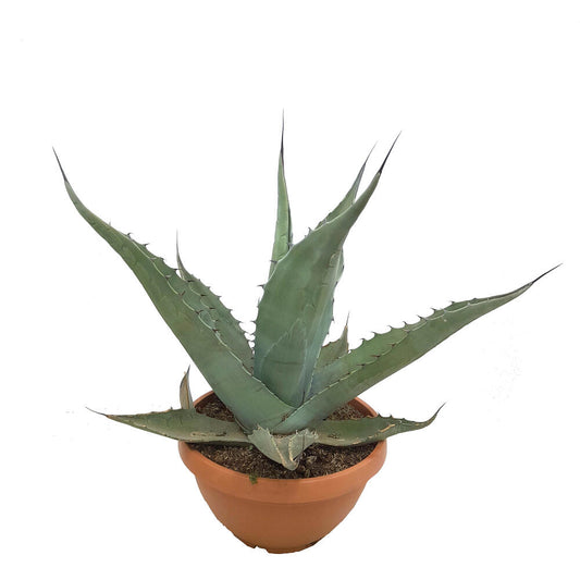 Agave Salmiana T30 90cm_0