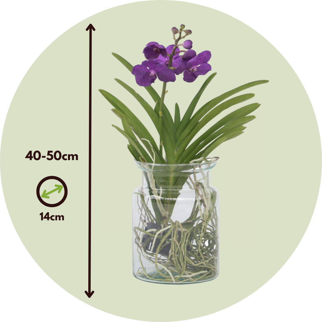 Orquídea Vanda - Vanda 'blue' - Altura 40-50cm - ⌀14cm_2