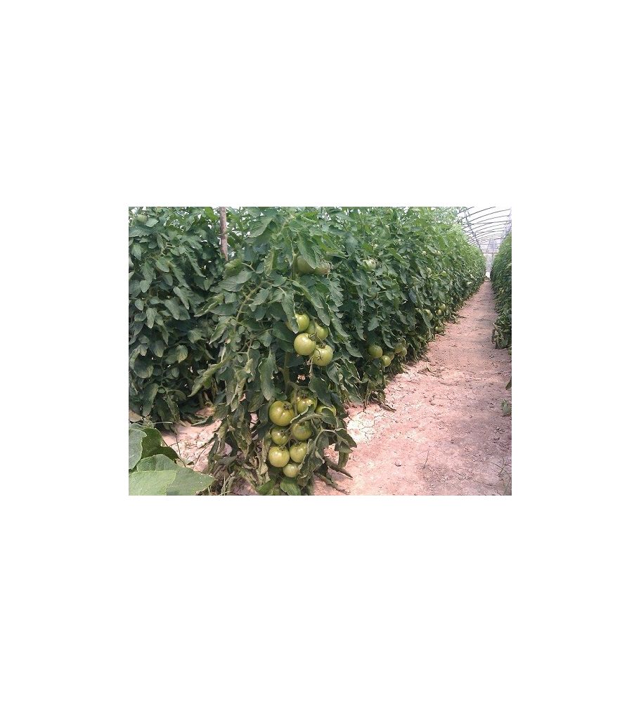 Plantón Tomate Optima F1 Injertado (10 Unidades)_2