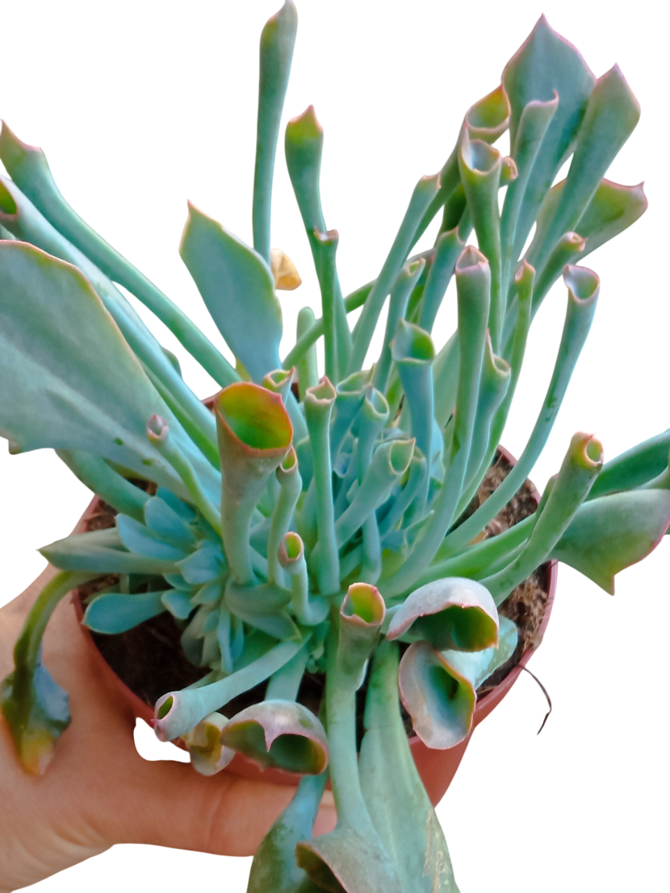 Echeveria Pink Trumpet Planta Suculenta Ø13 Cms_0