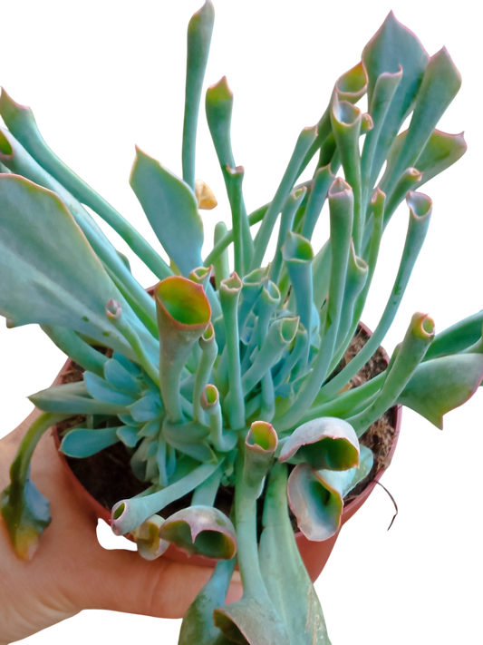 Echeveria Pink Trumpet Planta Suculenta Ø13 Cms_0