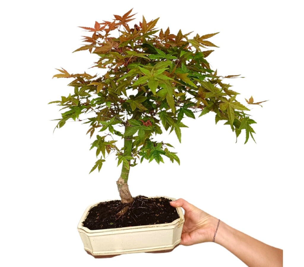 Bonsái Acer Palmatum Deshojo 12 Años (arce Japonés Palmeado)_0