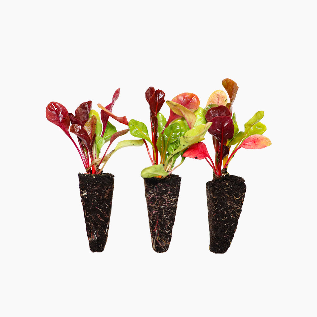 Plantón Acelga Tricolor 3 Unidades - PlantaBo_0