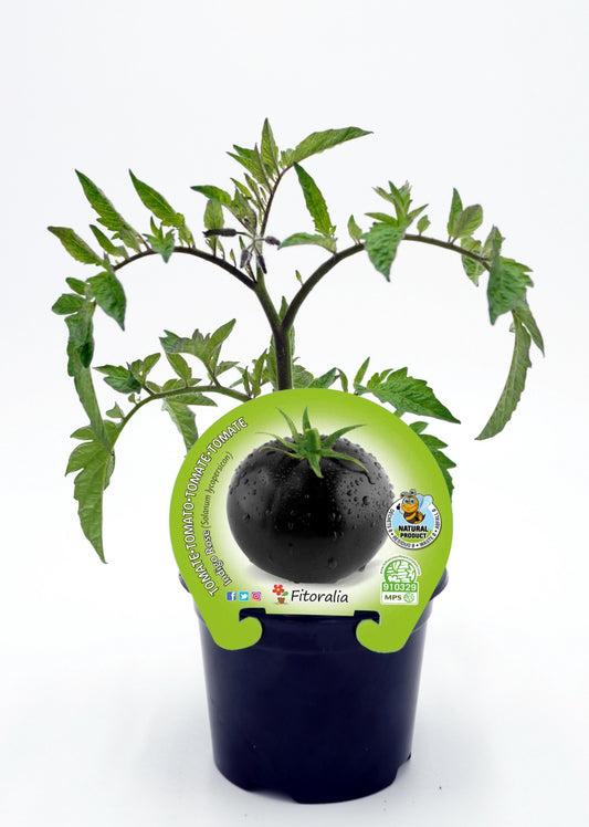 Plantón tomate negro Indigo Rose en maceta 10,5 cm. natural - Fitoralia_0