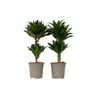 Drácena - 2 Pzs - Dracaena Surculosa - Altura 50-65cm - ⌀17cm