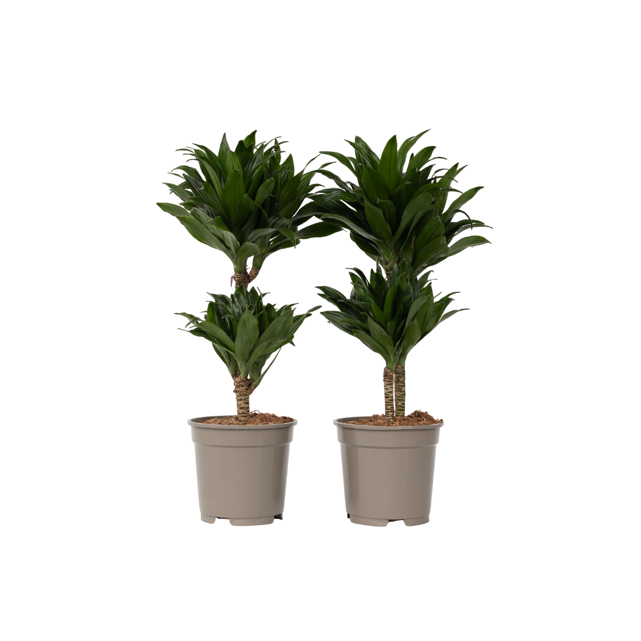 Drácena - 2 Pzs - Dracaena Surculosa - Altura 50-65cm - ⌀17cm