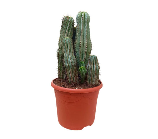 Euphorbia Horrida M25_0