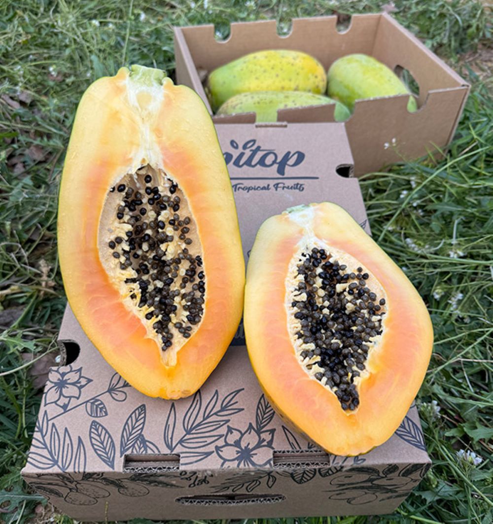 Caja De Papayas De Temporada Tropitop 4kg
