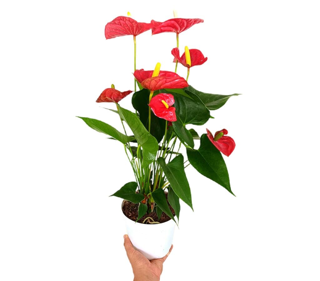 Anthurium Andreanum Champion M17 60cm_0