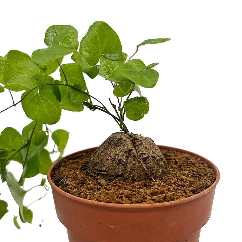 Dioscorea Elephantipes Cactus Y Suculentas M8,5 Ø_2