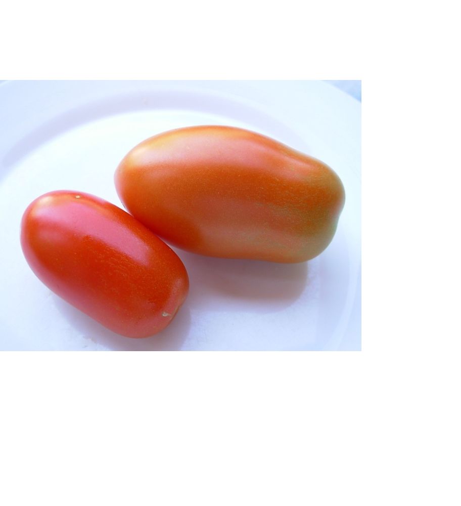 Plantón Tomate Pera De Caña (10 Unidades)_0