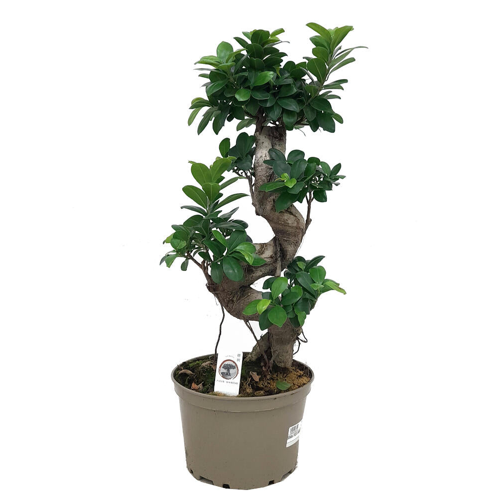 Bonsai Ficus Microcarpa M22 60 Cm_0