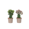 Mezcla De Cactus Euphorbia - 2 Pzs - Euphorbia 'lactea' - Altura 25-30cm - ⌀12cm