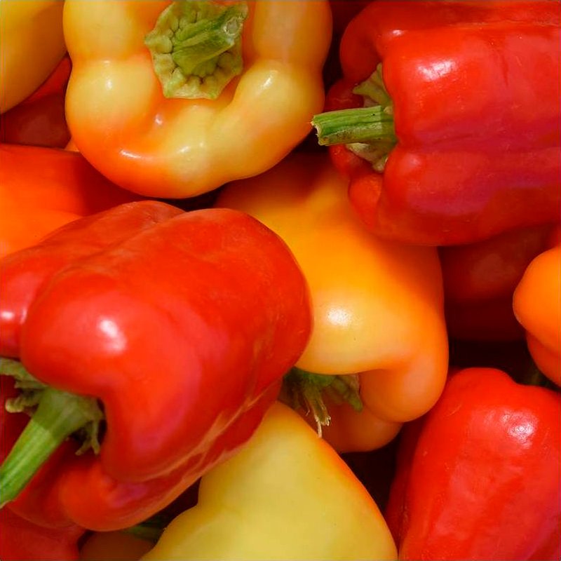 Semillas Pimiento Albaregia Ecológicas Biodinámicas Demeter_0