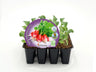Pack Plantones Rabanito 12 Ud. Natural - Fitoralia
