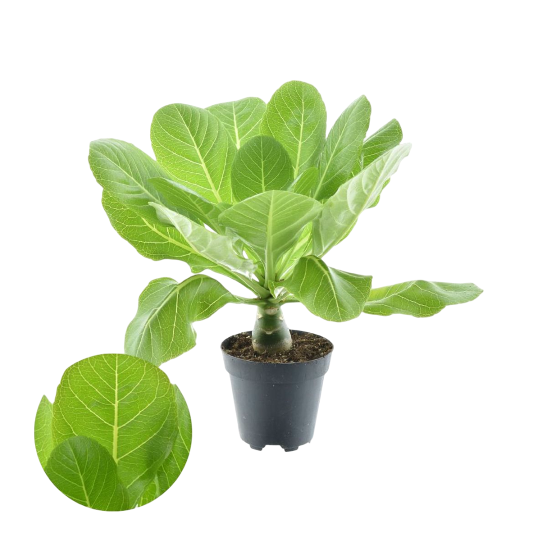 Brighamia Insignis Palmera Hawaiana Planta De Interior Ø12_0