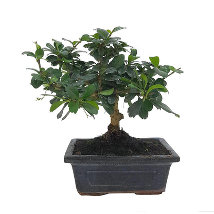Pack Iniciación Bonsai Carmona 5 Años (incluye Tijeras Y Abono)