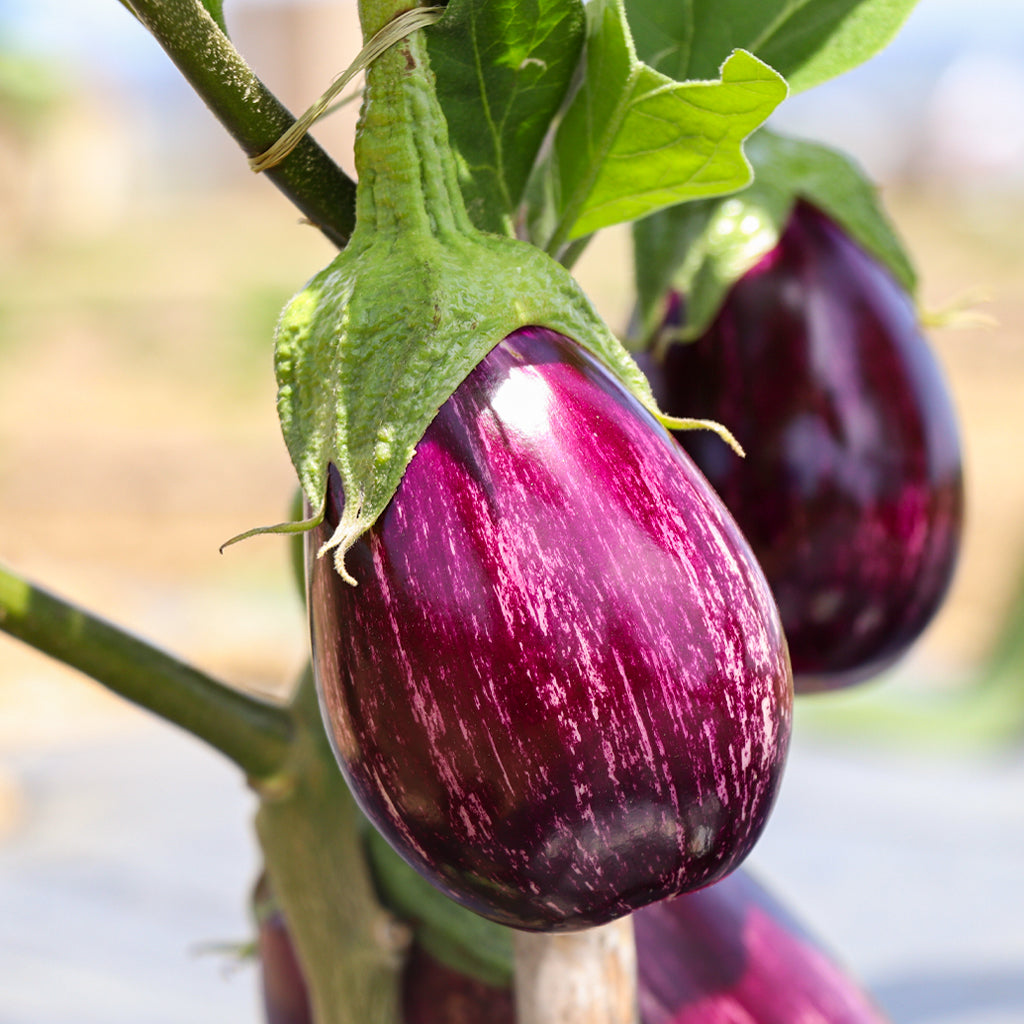 Plantón Berenjena Redonda Listada 2 Unidades - Plantabo_1