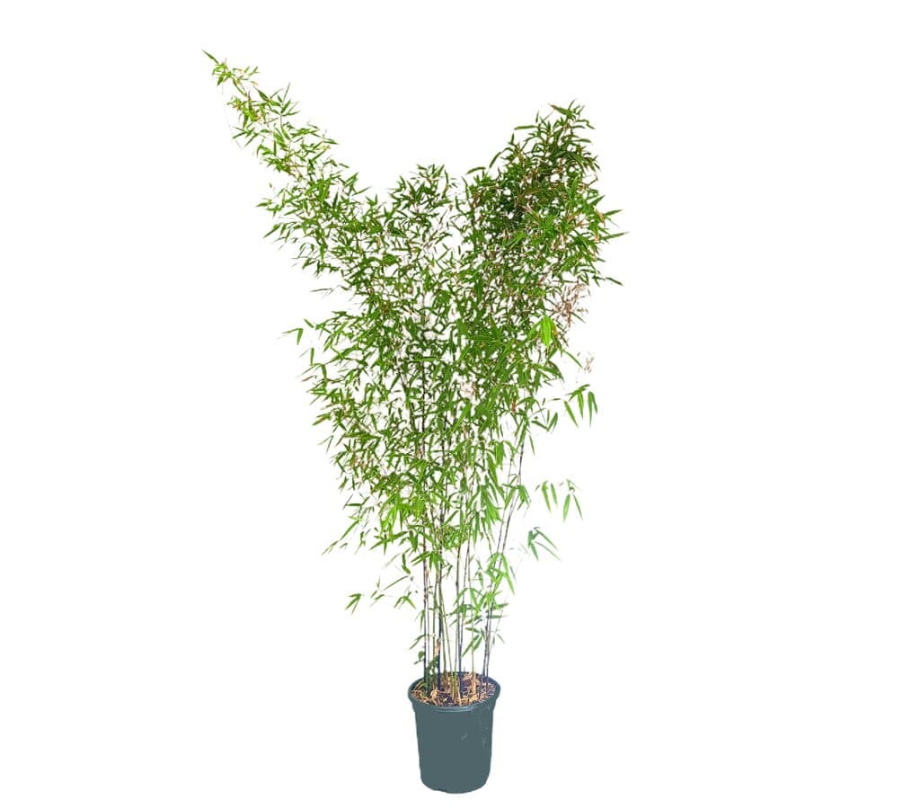 Bambu Phyllostachys Nigra M26 170-180cm (bambú Negro)_0