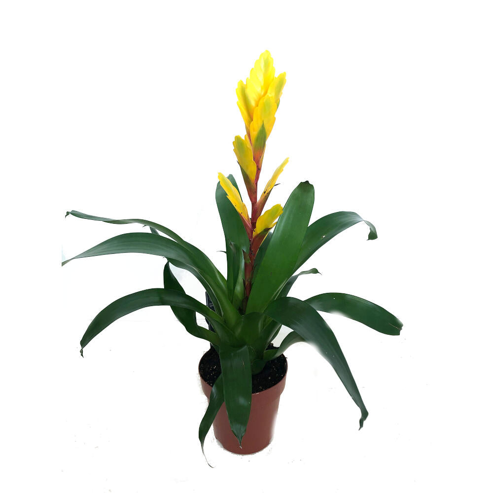 Vriesea Variada M12 45cm_2