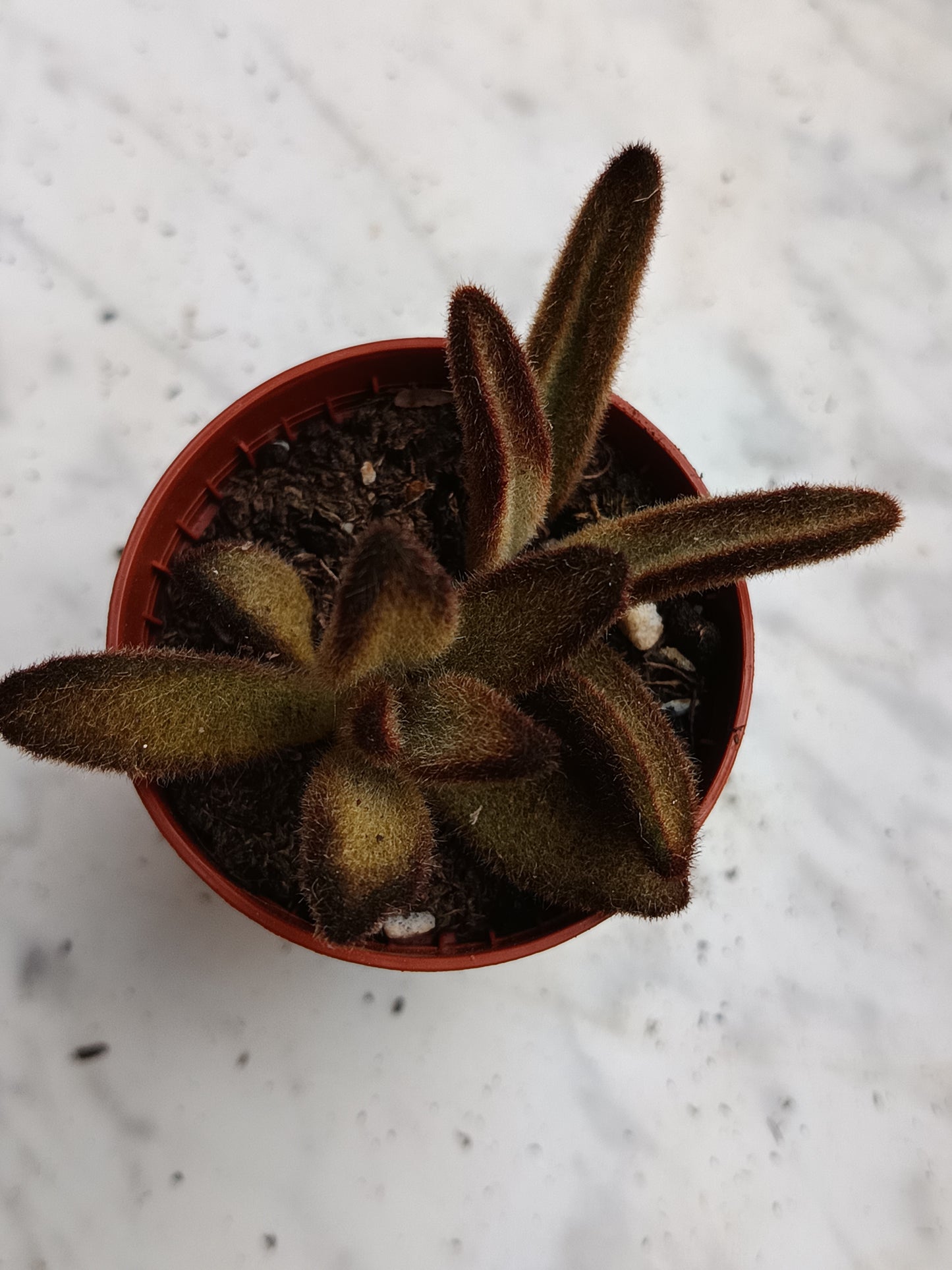 Kalanchoe Tomentosa Pata De Panda 1 Planta Surtida Aleatoria