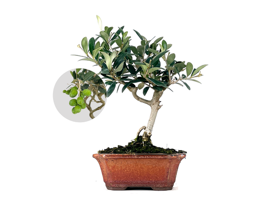 Bonsái Olea Europea – Olivo 7 Años_0