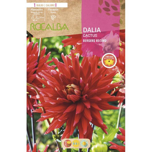 Bulbo Dalia cactus rojo escarlata 1 unidad