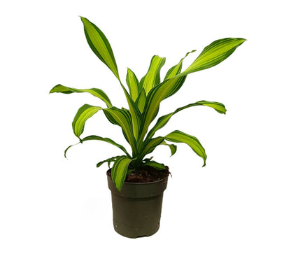Dracena Curly M20 40cm_1