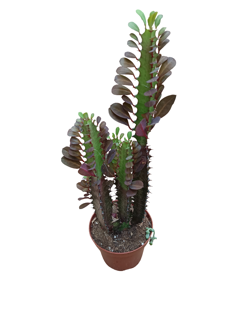 Euphorbia Trigona Roja Rubra Grande Planta Suculenta 12 Cms_0
