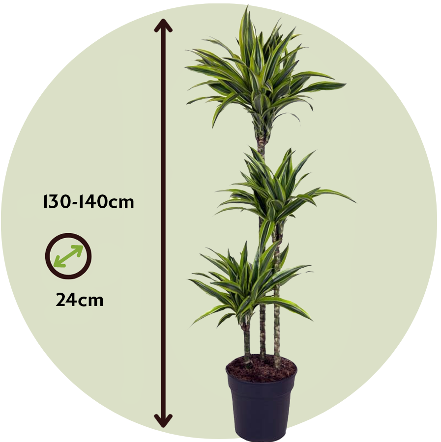 Drácena - Dracaena 'lemon Lime' - Altura 130-140cm - ⌀24cm